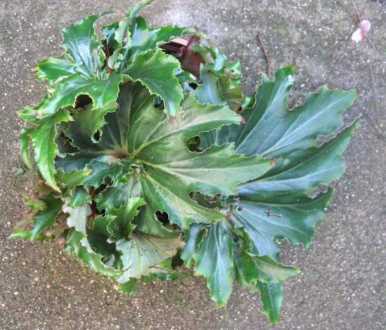 B. ‘Flemenco’